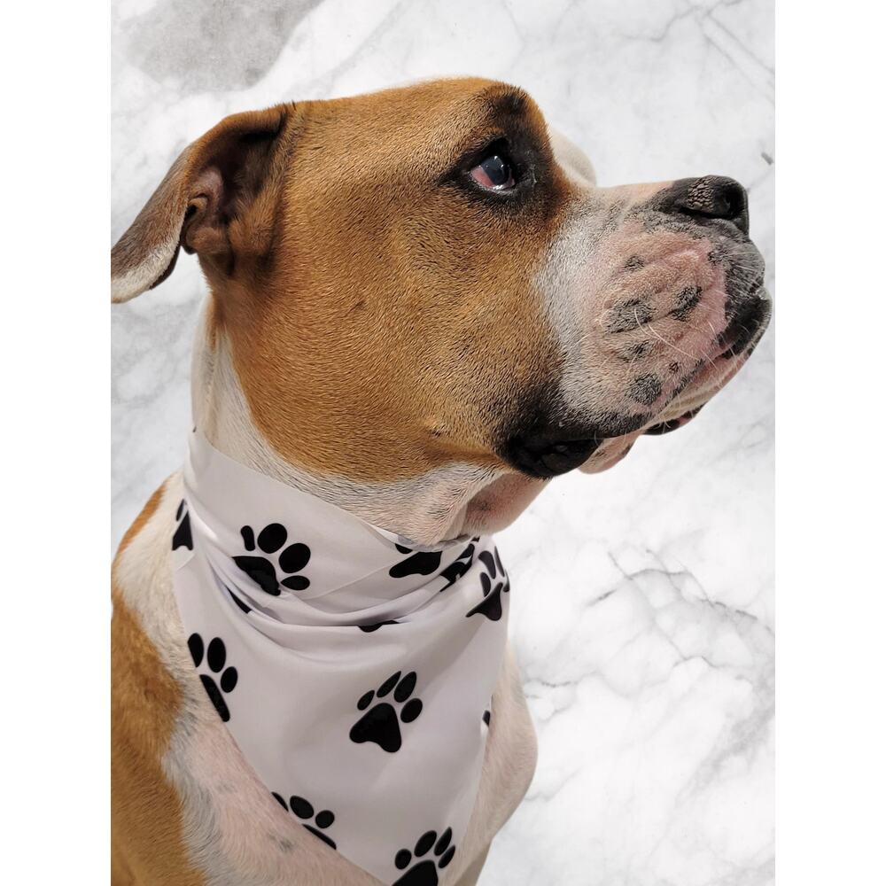 White Pet Bandana Black Paw Print